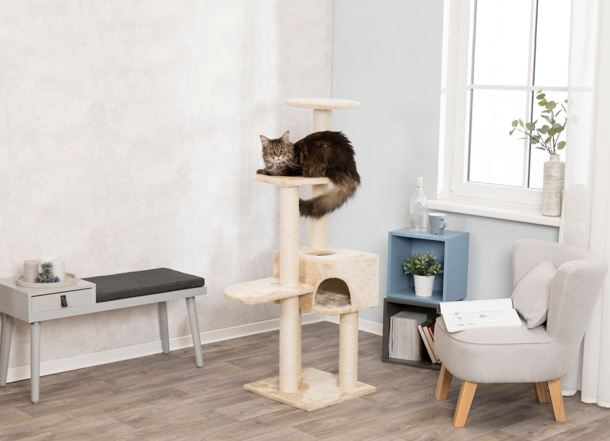Zimmer mit Kratzbaum, auf dem eine Katze liegt, daneben ein graues Möbelstück und ein Stuhl mit Pflanzen.