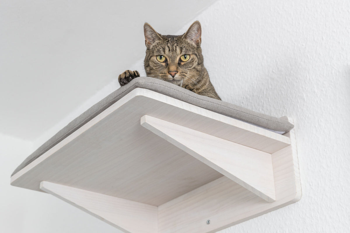 Eine Katze sitzt auf einem erhöhten, mit grauem Stoff gepolsterten Holzbrettelement an der Wand.