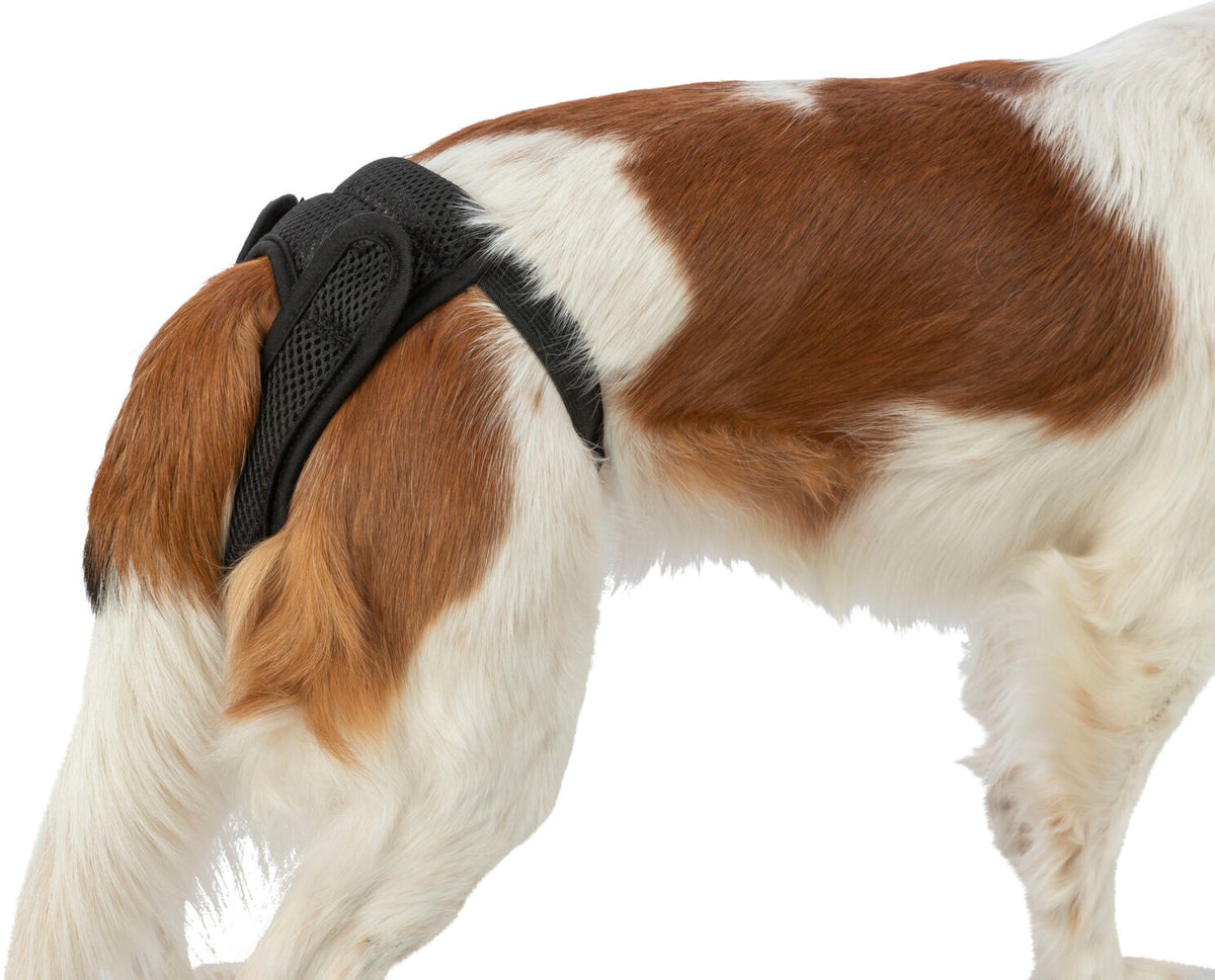 Hund mit braun-weißem Fell trägt schwarzen Hüftgurt über dem Rücken.