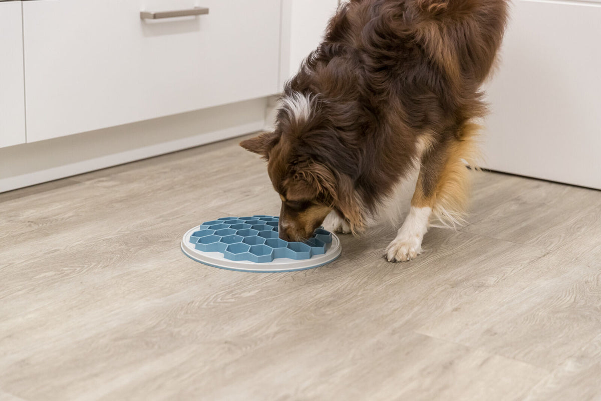 Hund frisst aus einem blau-weißen Fressnapf mit Wabenstruktur auf einem Holzfußboden in einer Küche.