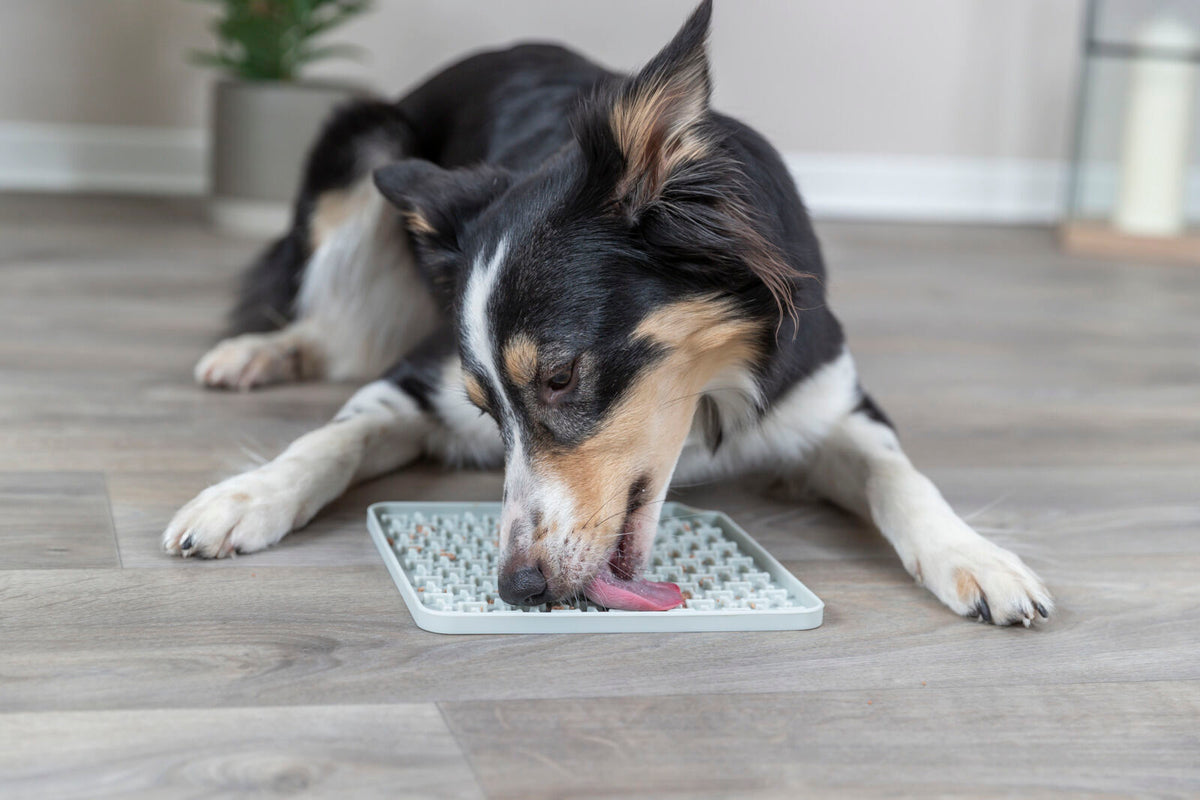 Hund leckt an Aktivitätsmatte auf hellem Holzboden in einem Innenraum.