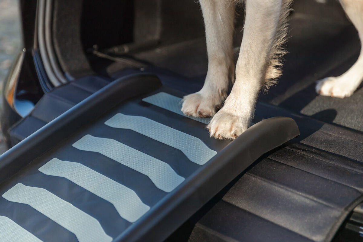 Hunde steht auf einer schwarzen Rampe am geöffneten Kofferraum eines Autos.