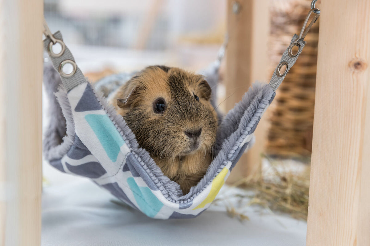 Ein braunes Meerschweinchen sitzt in einer gemusterten Hängematte, die an einem Holzgestell befestigt ist.