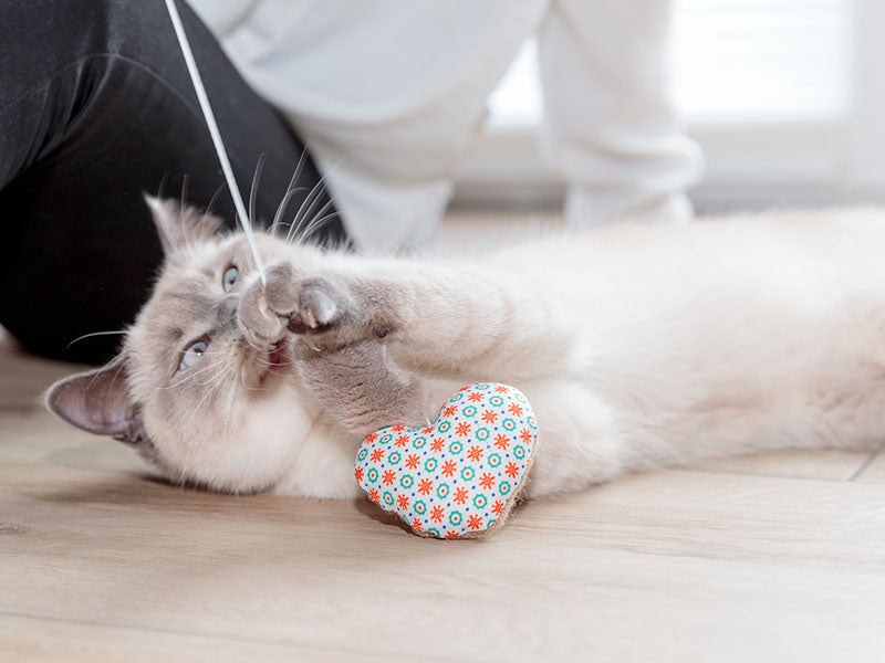 Katze spielt auf dem Boden mit einem Spielzeug in Herzform und einer Schnur.