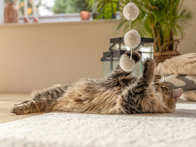 Katzenspielzeug