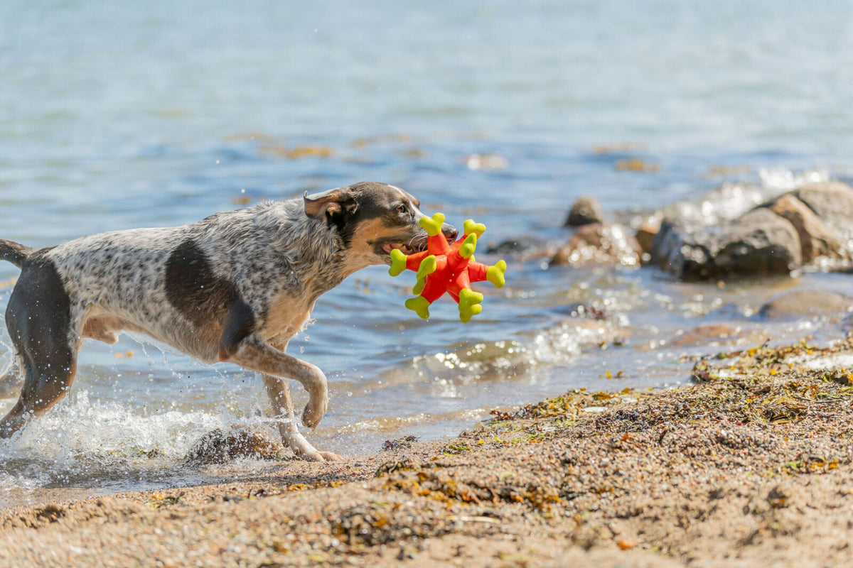 Aqua Toy Seeigel