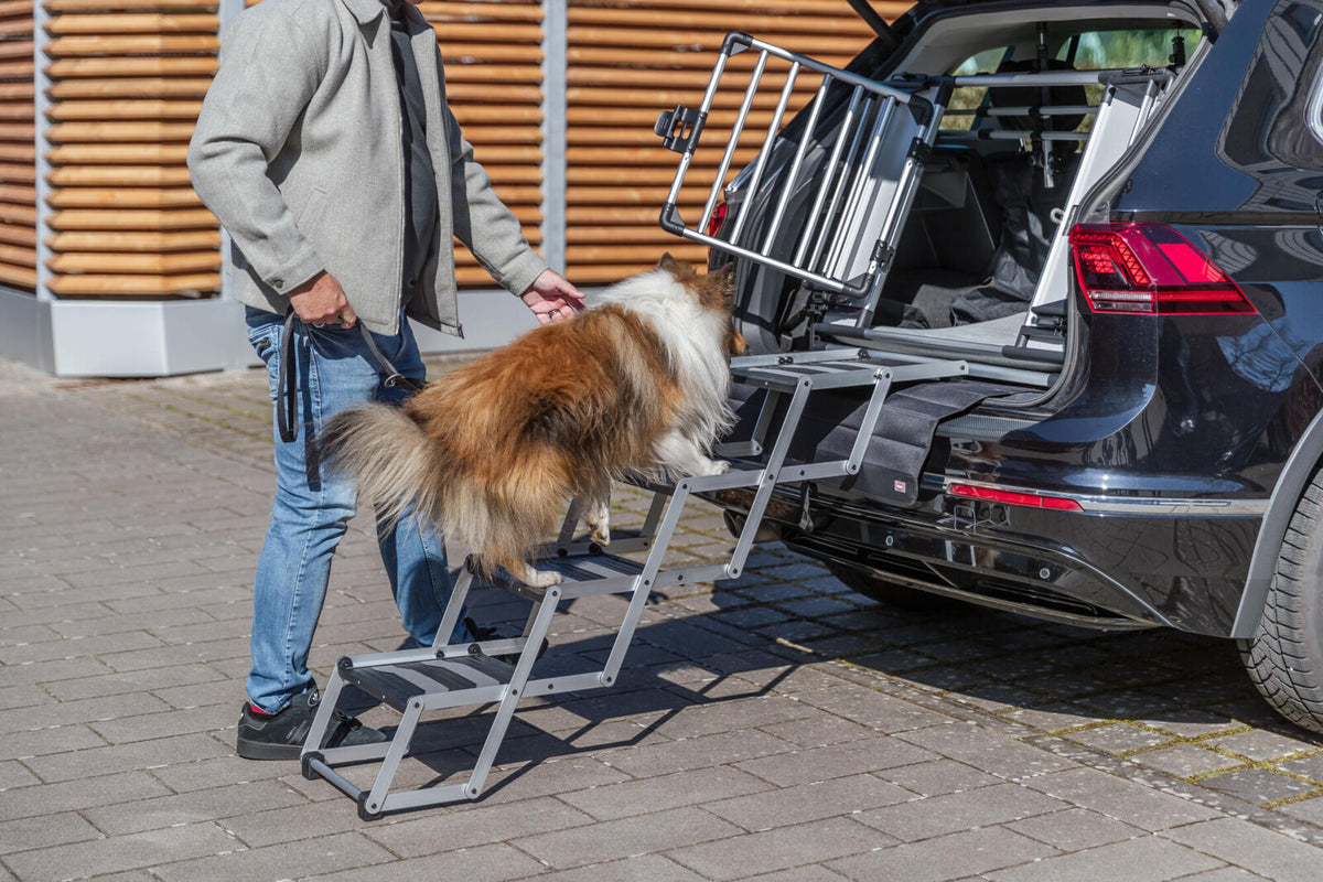 Hund geht eine faltbare Hunderampe zum Auto hinauf.