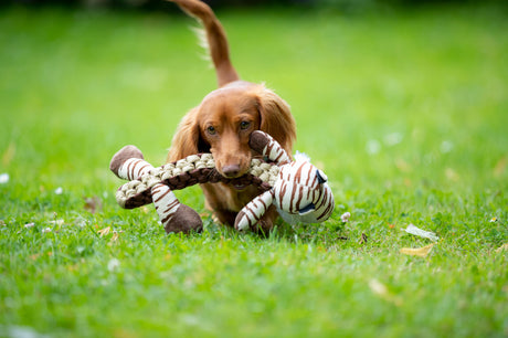 Hund spielt mit gestreiftem Stoffspielzeug auf einer Wiese.