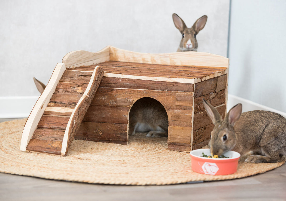 Drei Kaninchen um eine Holzhütte, eines frisst aus einer orangefarbenen Schüssel.