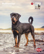 Rottweiler steht auf sandigem Boden vor einem bewölkten Himmel, „2027 Kalender“ und „TRIXIE“ sichtbar.
