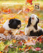 Zwei Meerschweinchen mit Herbstblättern sitzen auf einem Baumstamm im Gras. Oben steht "Meerschweinchen 2027 Kalender".