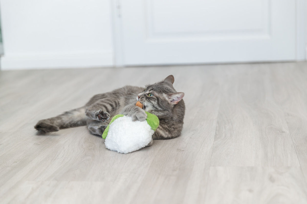 Graue Katze spielt auf Holzboden mit einem weißen und grünen Stoffspielzeug.