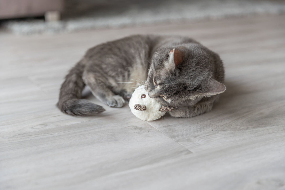 Eine graue Katze liegt auf einem Holzboden und kuschelt mit einem weißen Plüschspielzeug.