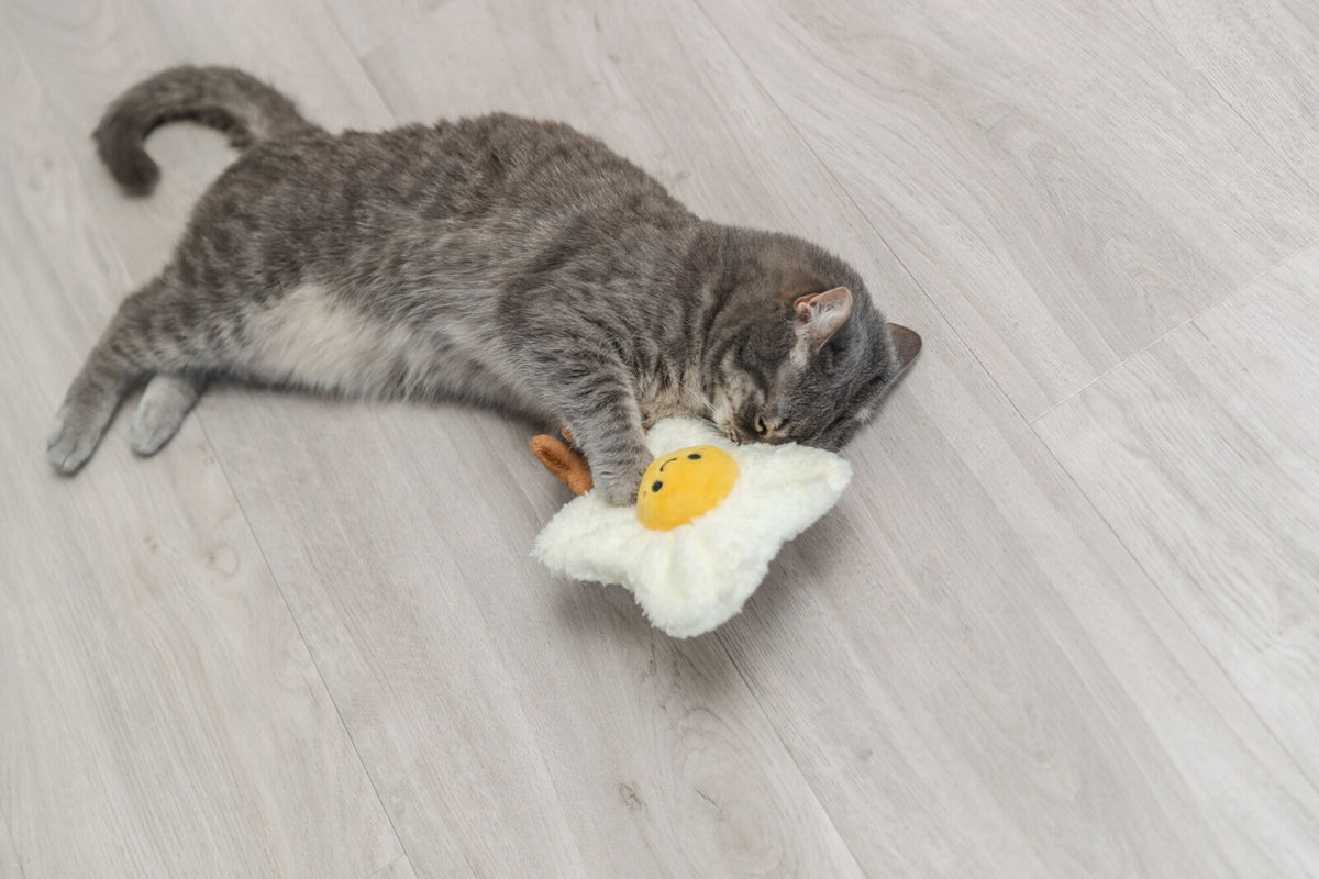 Graue Katze spielt auf hellem Holzboden mit einem Spielzeug in Form eines Spiegeleis.