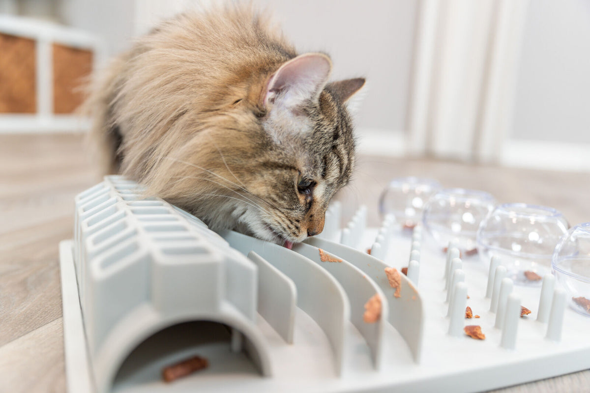 Langhaarige Katze leckt Futter von einem grauen interaktiven Spielzeug mit Vertiefungen und Kunststoffkugeln.