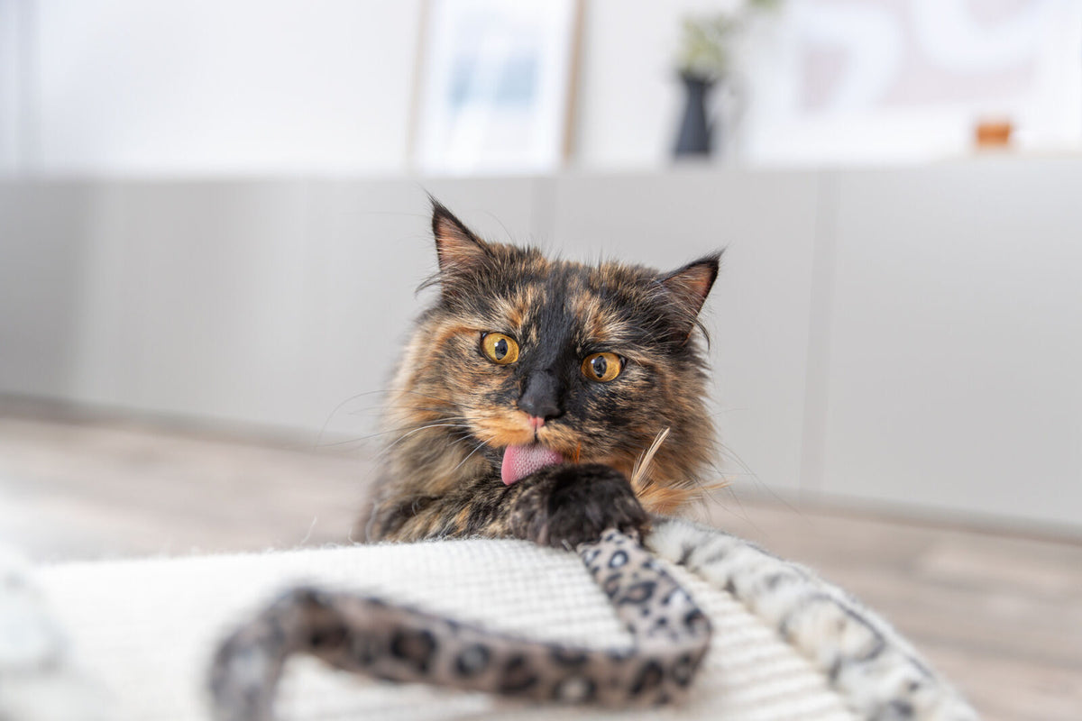 Langhaarige Katze mit geflecktem Fell leckt sich auf einem Kratzbaum im Wohnzimmer.