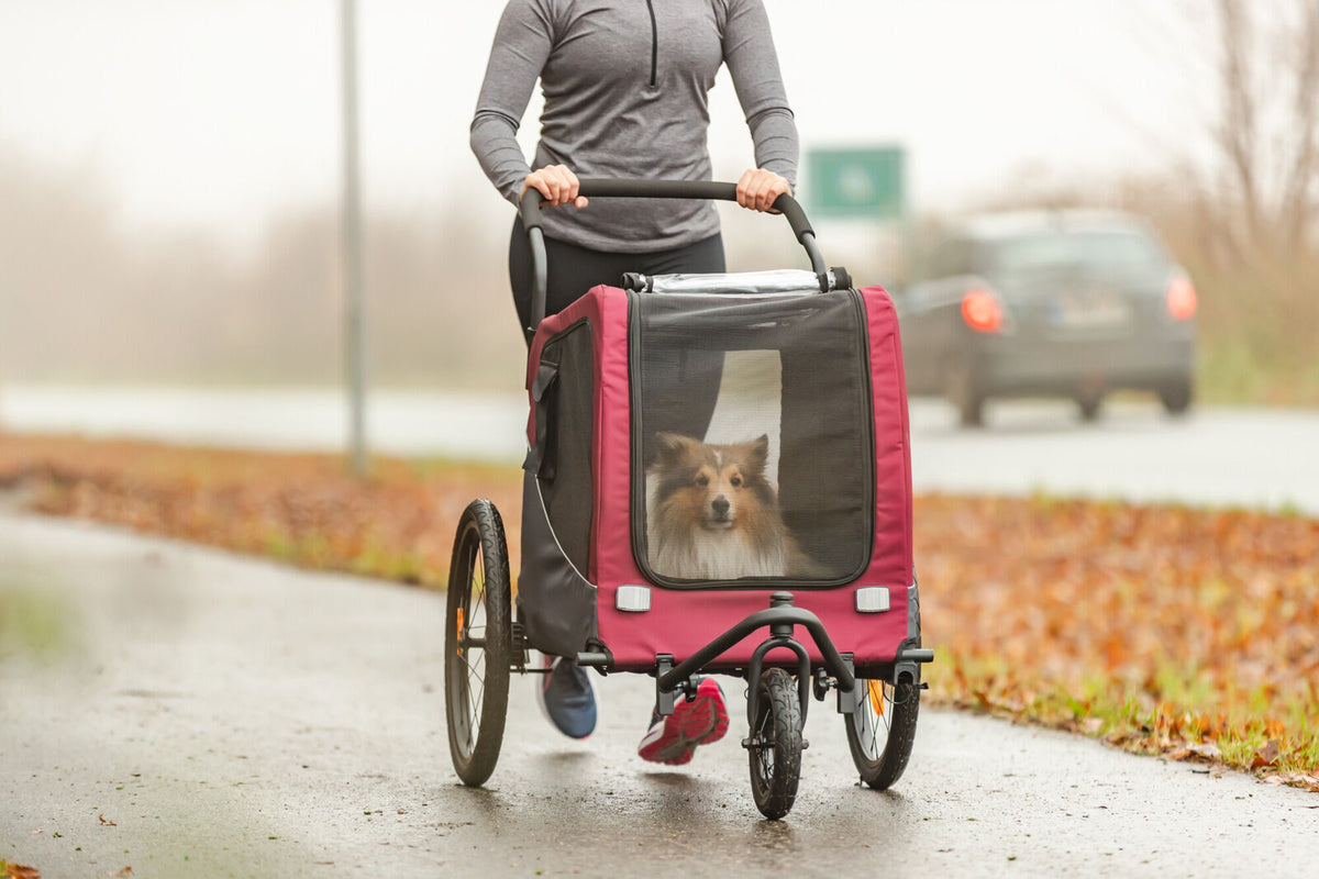 Person schiebt Fahrradanhänger mit Hund auf einem nassen Weg.