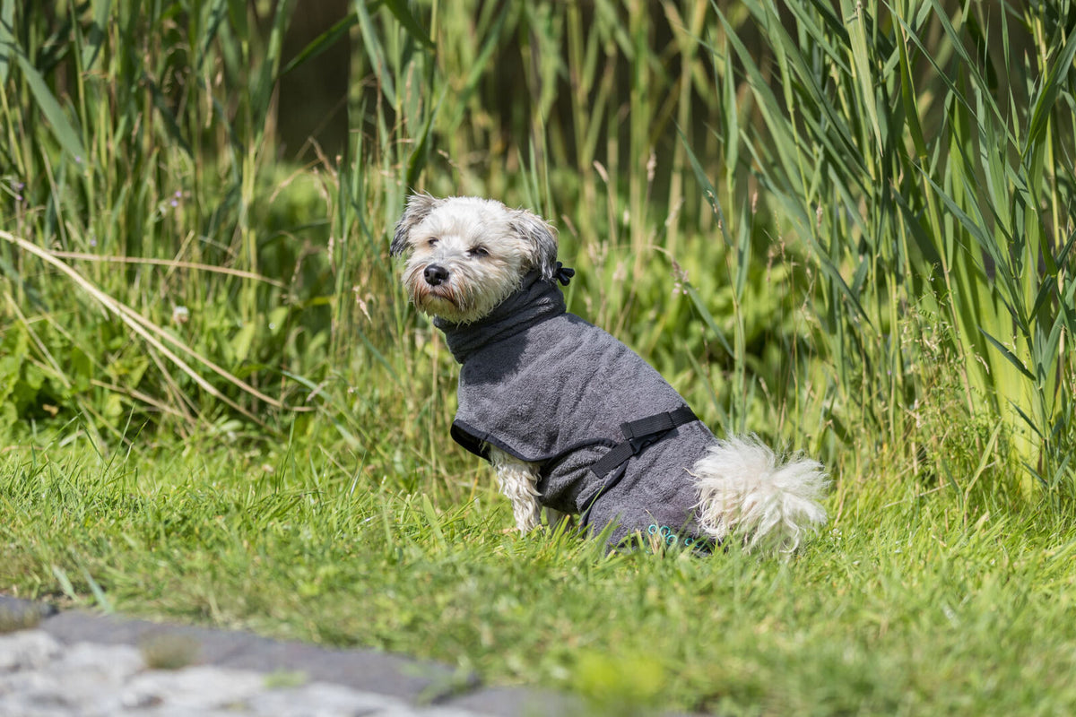 Ein kleiner Hund in einem grauen Mantel sitzt auf einer Wiese mit hohem, grünem Gras im Hintergrund.