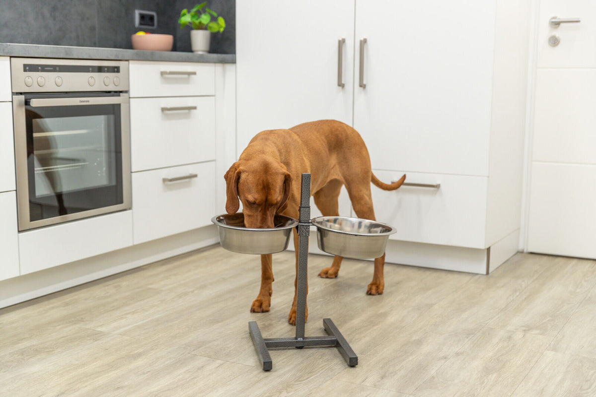 Hund trinkt aus einem erhöhten Doppelnapf in moderner weißer Küche mit grauem Boden und Backofen.