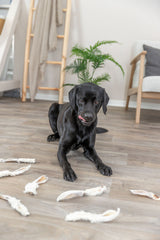 Schwarzer Hund liegt auf Holzboden mit verstreuten Stoffresten, im Hintergrund stehen ein Stuhl, eine Pflanze und eine Holzleiter.