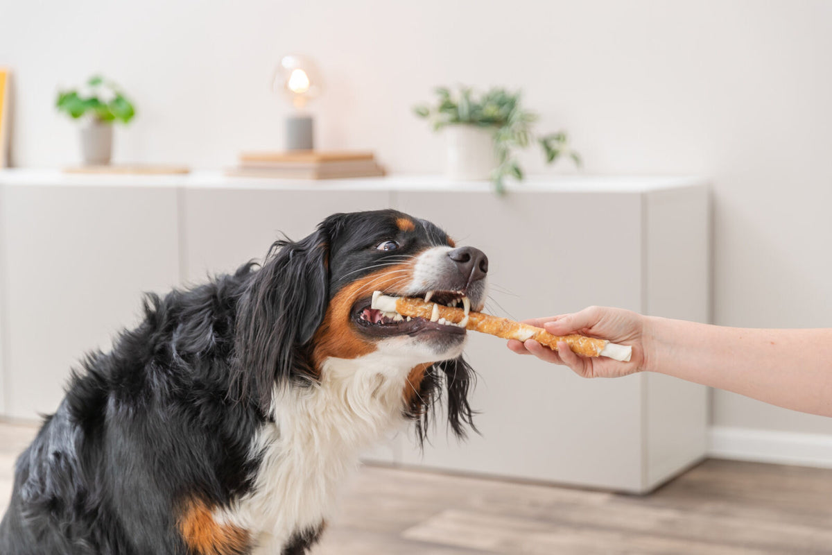 Ein Hund beißt in ein Hundespielzeug, das von einer Hand gehalten wird.