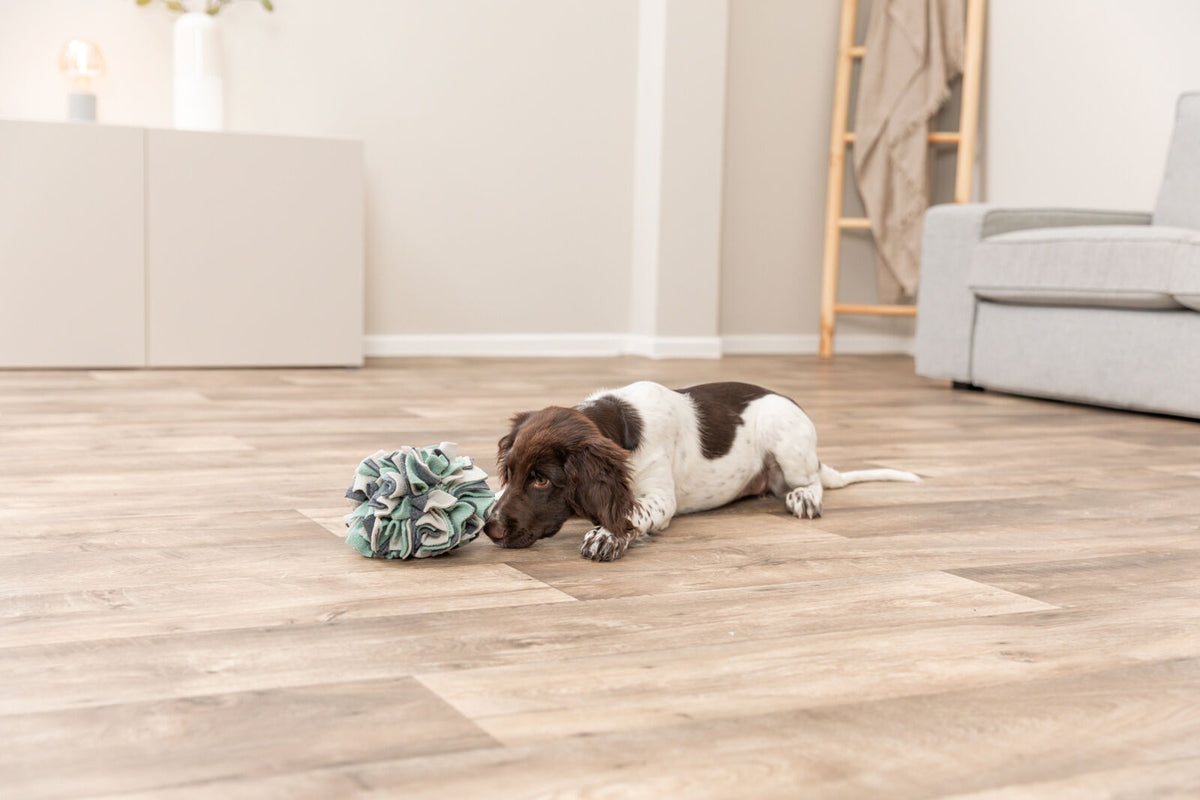 Kleiner Hund liegt auf einem Holzboden neben einem bunten Spielzeug in einem Wohnzimmer.