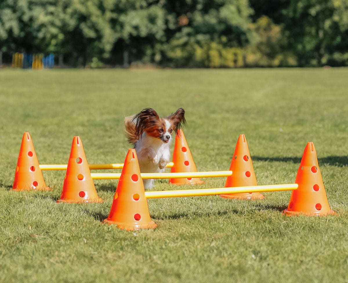 Ein kleiner Hund springt über Hindernisse aus gelben Stangen und orangefarbenen Hütchen auf einer grünen Wiese.