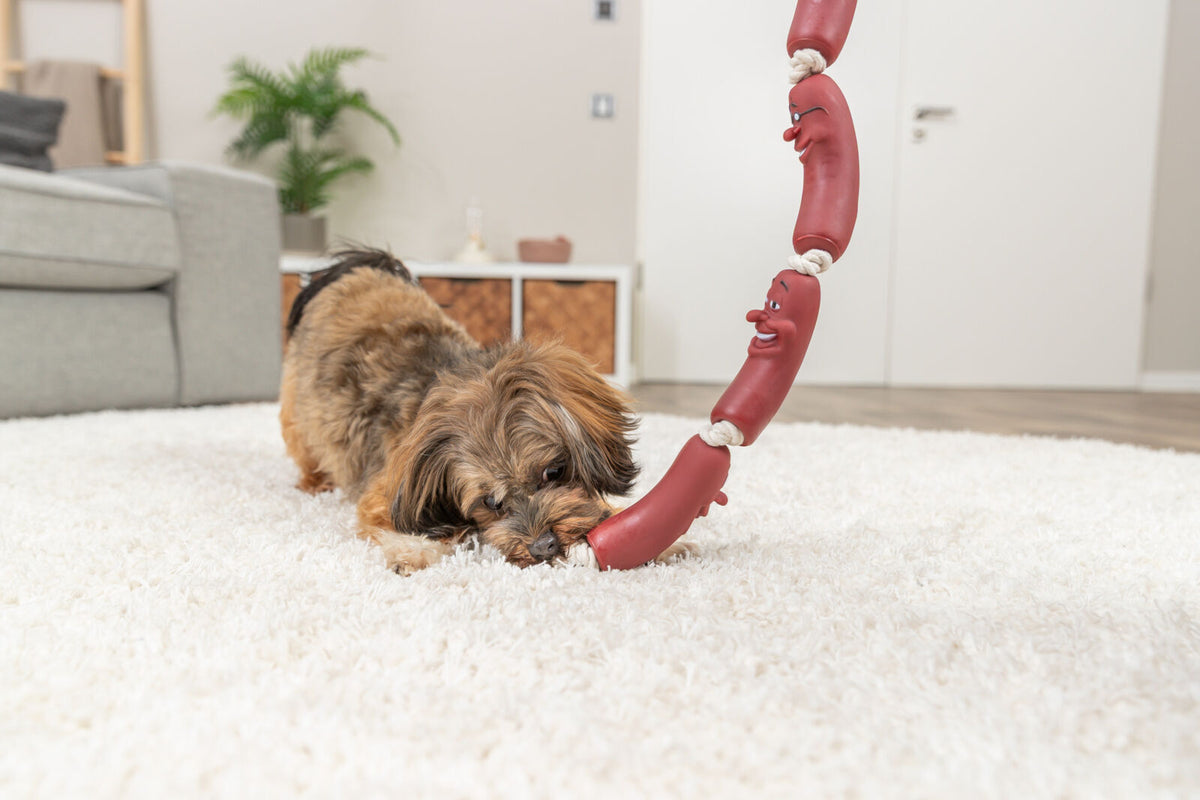 Ein kleiner Hund spielt auf einem weißen Teppich mit einem Kauknochen-Spielzeug, das wie rote Würstchen aussieht.