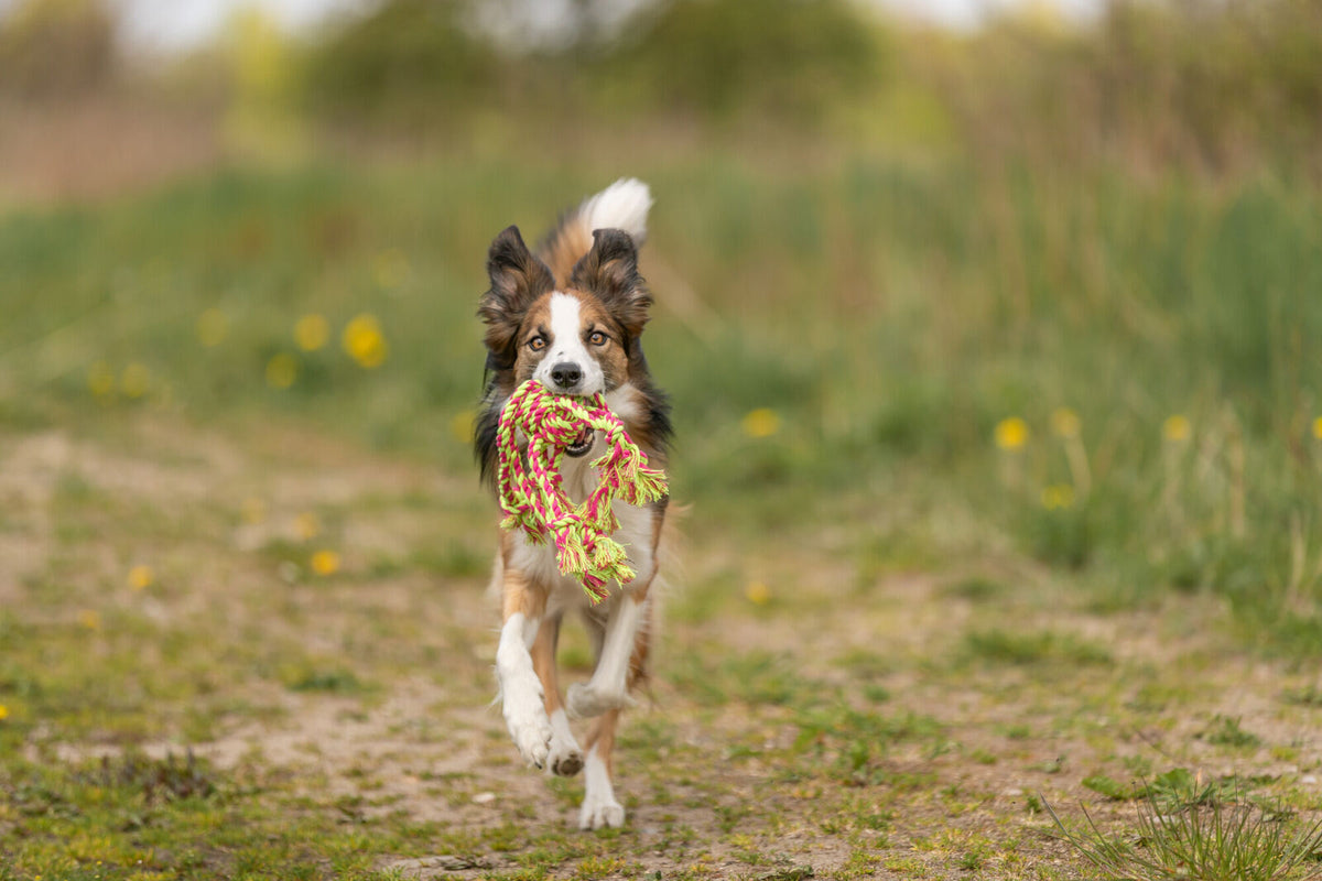 Ein Hund mit geflecktem Fell läuft auf einem Feldweg und trägt ein buntes Spielzeugseil im Maul.