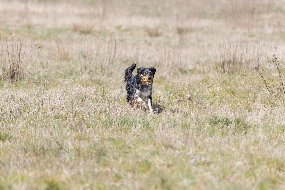 Hund läuft über eine Wiese mit einem Ball im Maul, umgeben von trockenem, grün-gelbem Gras.
