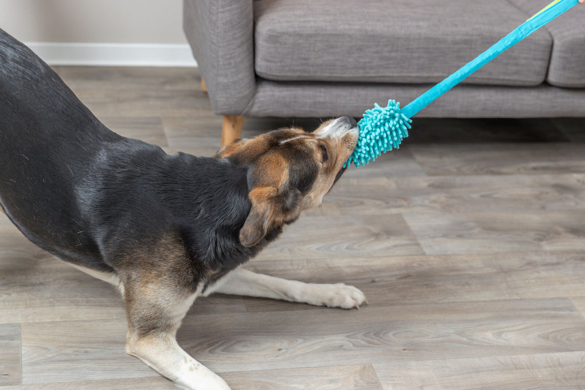Hund zieht an blauem Hundespielzeug auf einem Holzboden vor einem grauen Sofa.