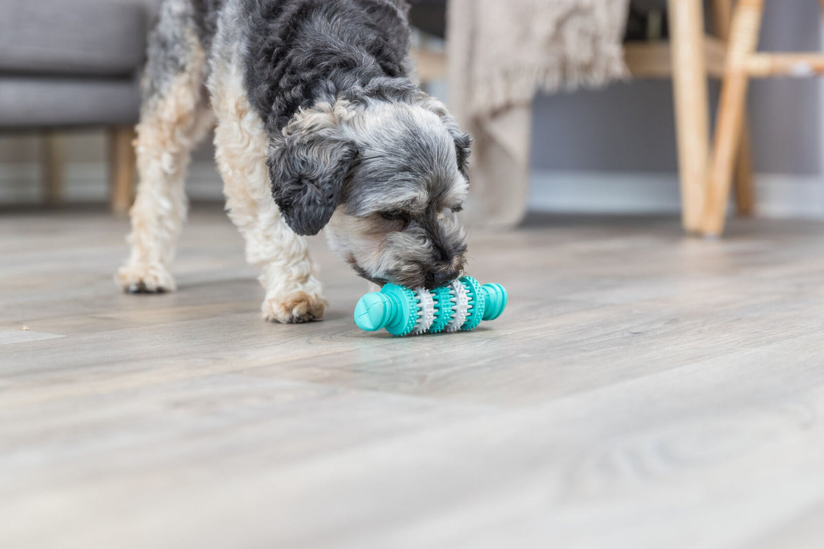 Ein Hund inspiziert ein blaues Spielzeug auf einem Holzboden in einem Wohnzimmer mit Möbeln im Hintergrund.