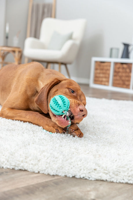 Hund auf weißem Teppich spielt mit grünem Ball, Raum mit heller Inneneinrichtung im Hintergrund.
