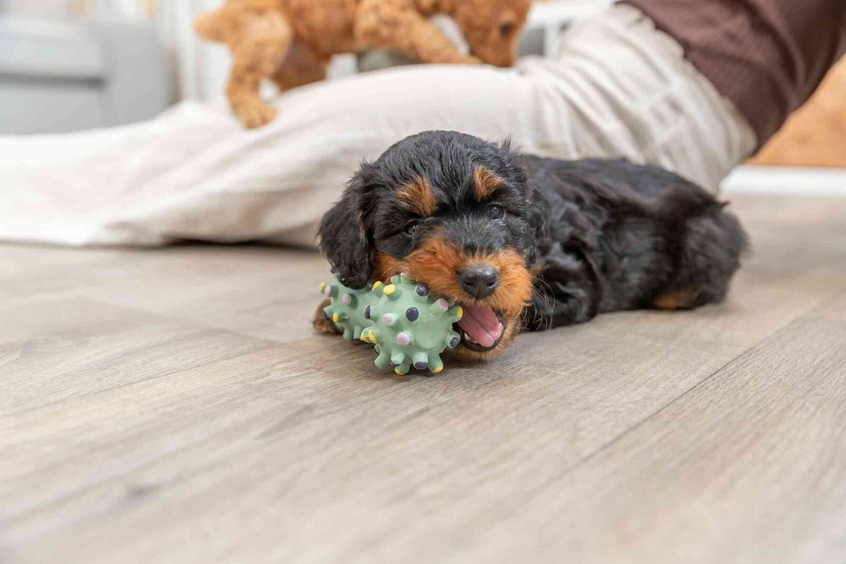Ein kleiner schwarz-brauner Hund spielt mit einem grünen, stacheligen Spielzeug auf einem Holzboden.