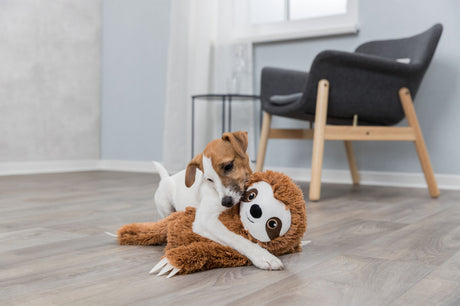 Hund spielt auf Holzboden mit einem großen, plüschigen Stofftier in einem modern eingerichteten Zimmer.