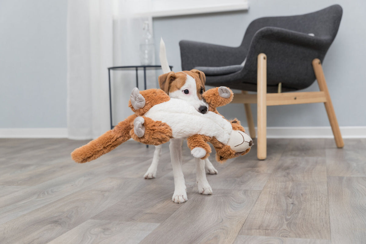 Ein kleiner Hund im Raum hält ein großes, braunes und weißes Plüschtier im Maul, im Hintergrund ein grauer Stuhl.