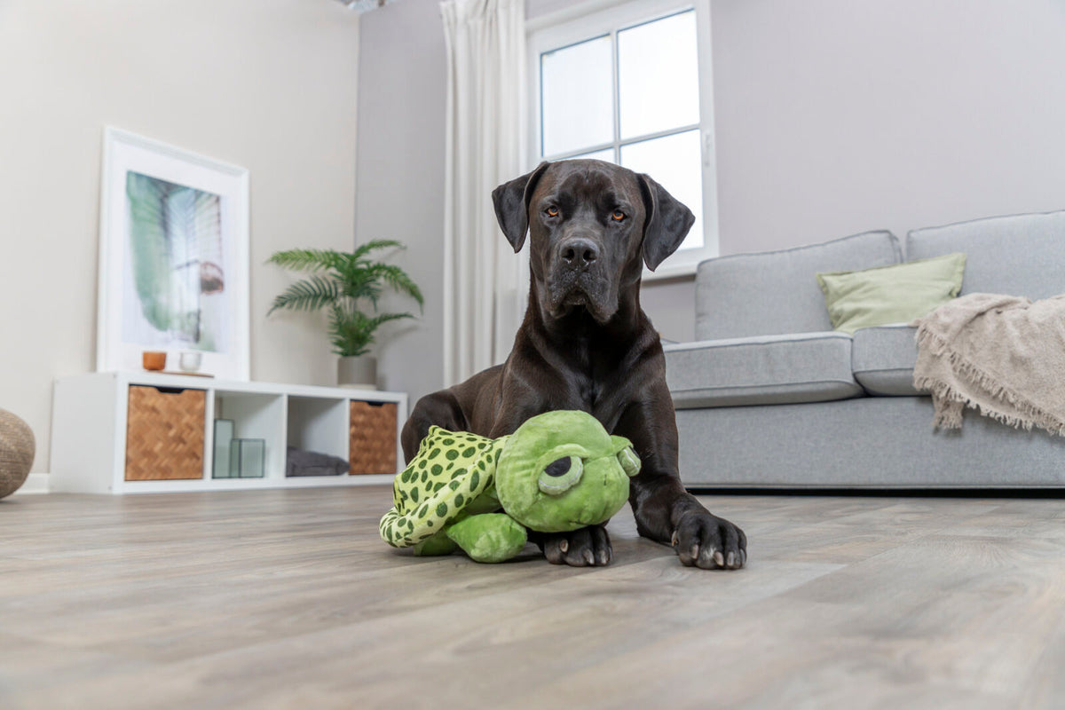 Ein großer schwarzer Hund liegt auf einem Holzboden und hält ein grünes Plüschspielzeug in einem modernen Wohnzimmer.