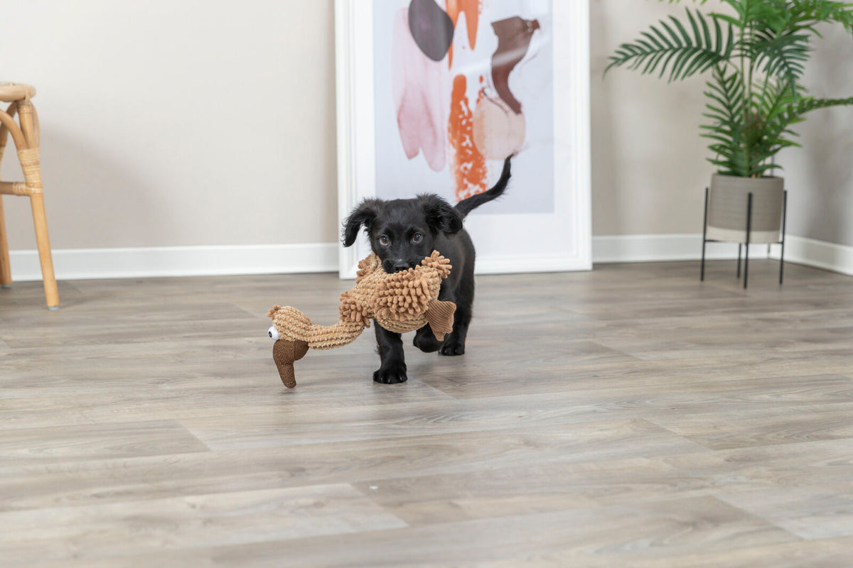 Kleiner schwarzer Hund trägt ein braunes Spielzeug in einem modernen, hellen Innenraum mit Poster und Pflanze.