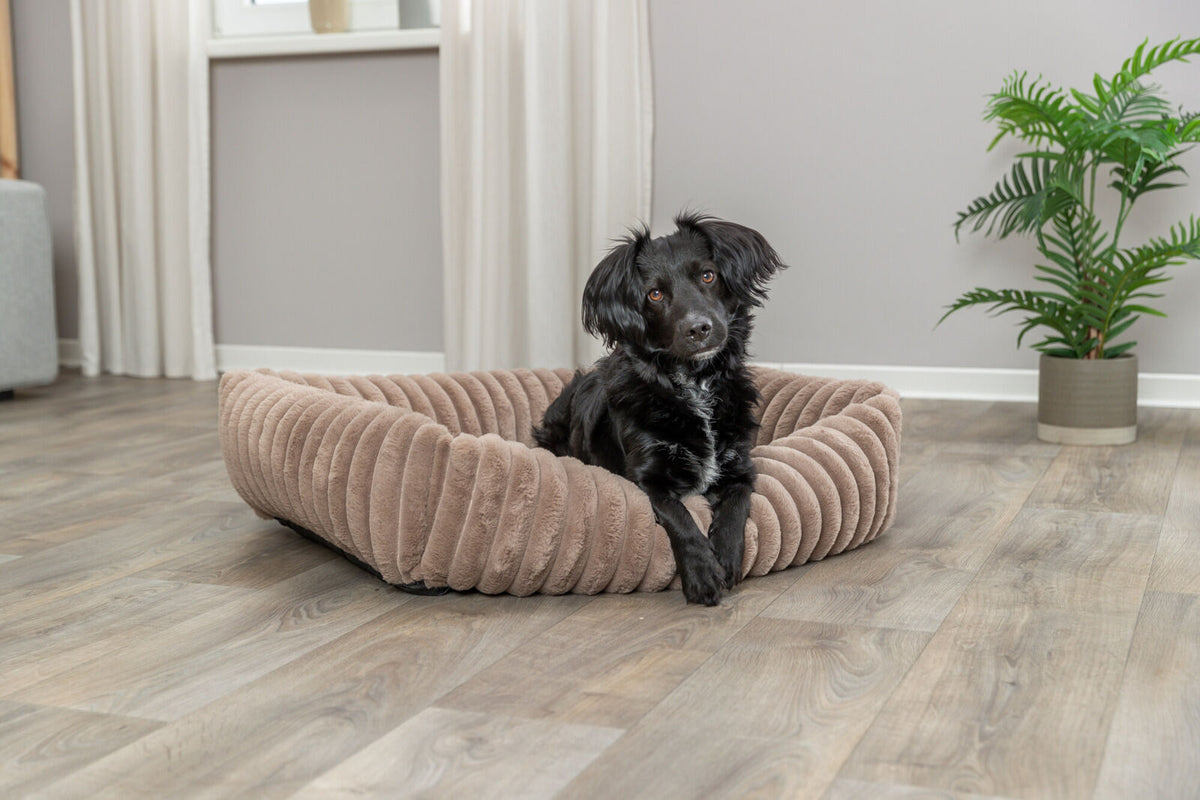 Ein schwarzer Hund liegt in einem braunen, gerippten Hundebett in einem Raum mit Holzboden und Topfpflanze.