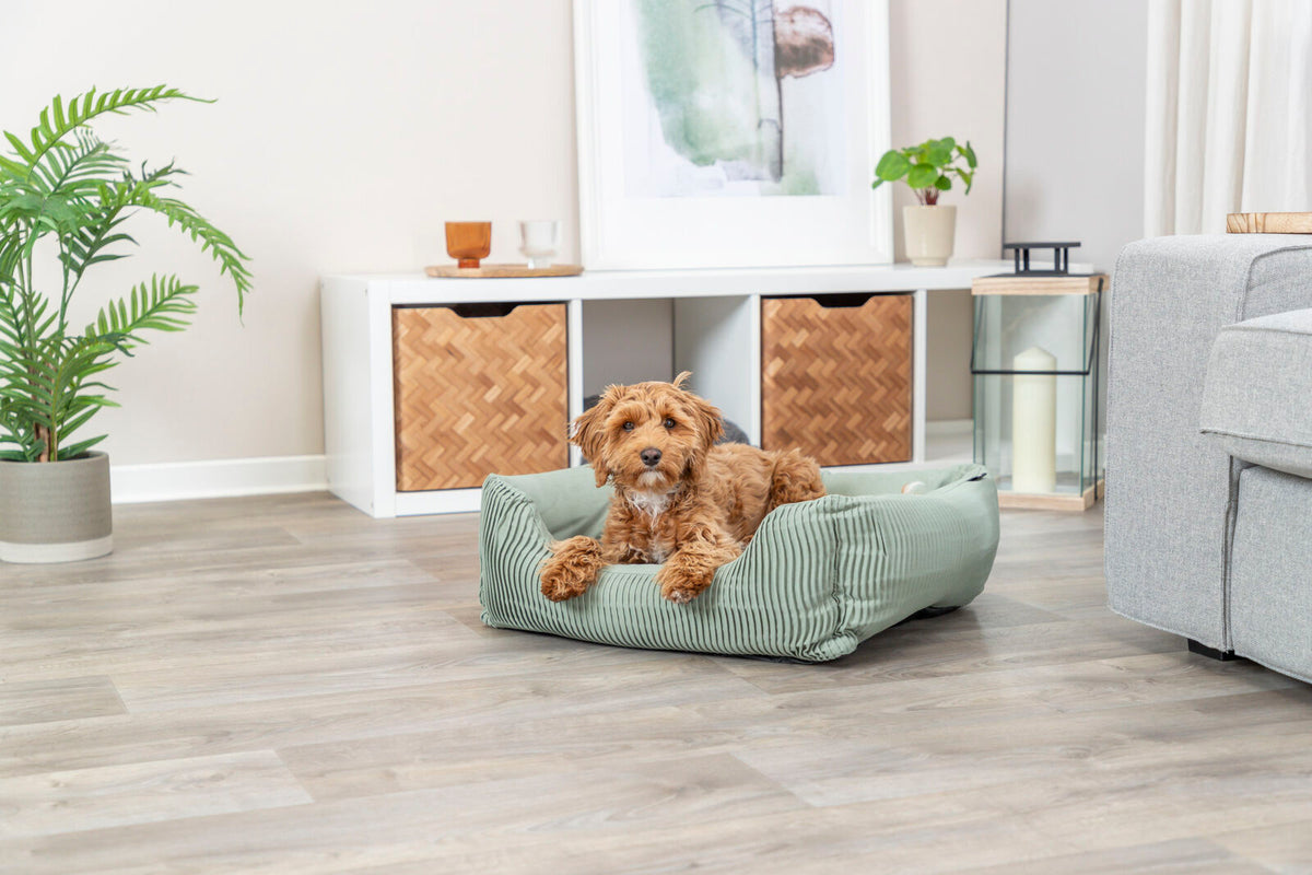 Ein kleiner Hund liegt in einem grünen Hundebett auf einem Holzboden in einem modern eingerichteten Wohnzimmer.