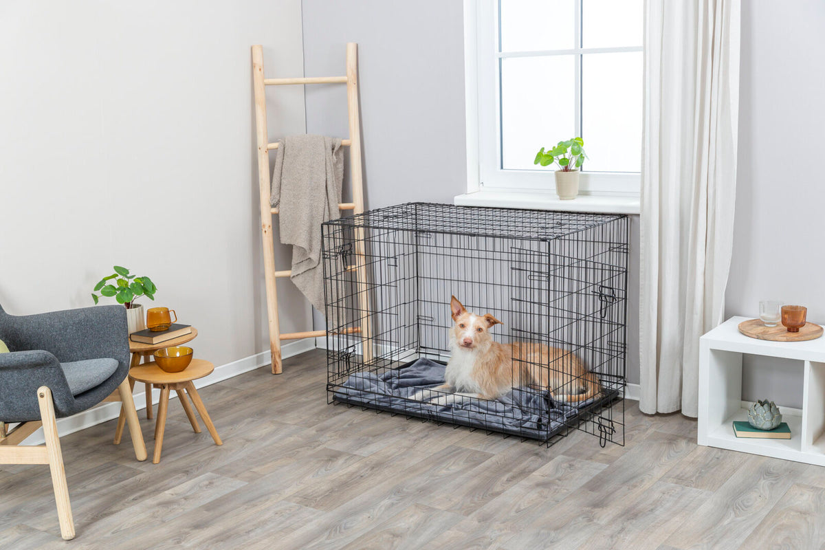 Hund in einem großen schwarzen Metallkäfig mit Decke auf Holzboden in einem hellen Raum mit Pflanzen und Möbeln.