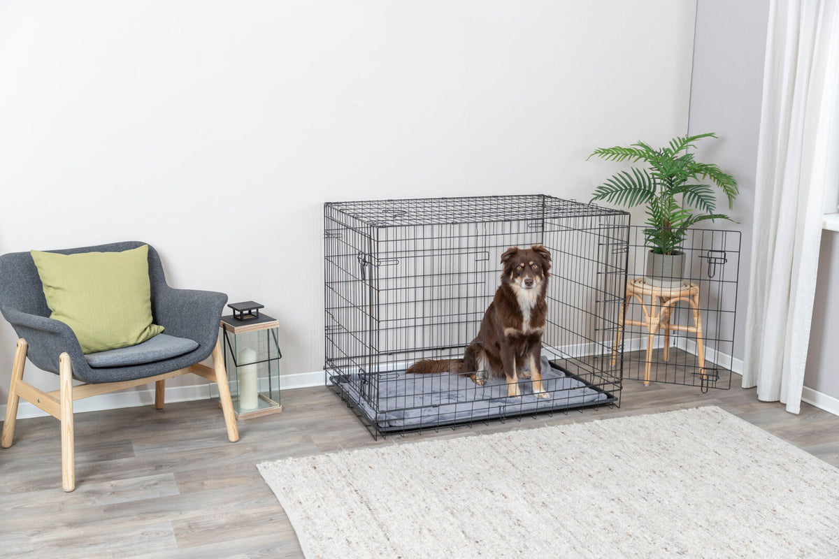 Hund in einem großen, offenen Gitterkäfig neben einem grau-grünen Stuhl und einer Zimmerpflanze auf Holzfußboden.