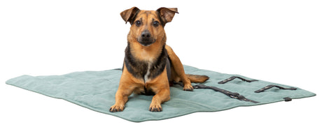 Brauner Hund liegt auf einer grünen, gepolsterten Matte mit schwarzen Riemen vor weißem Hintergrund.