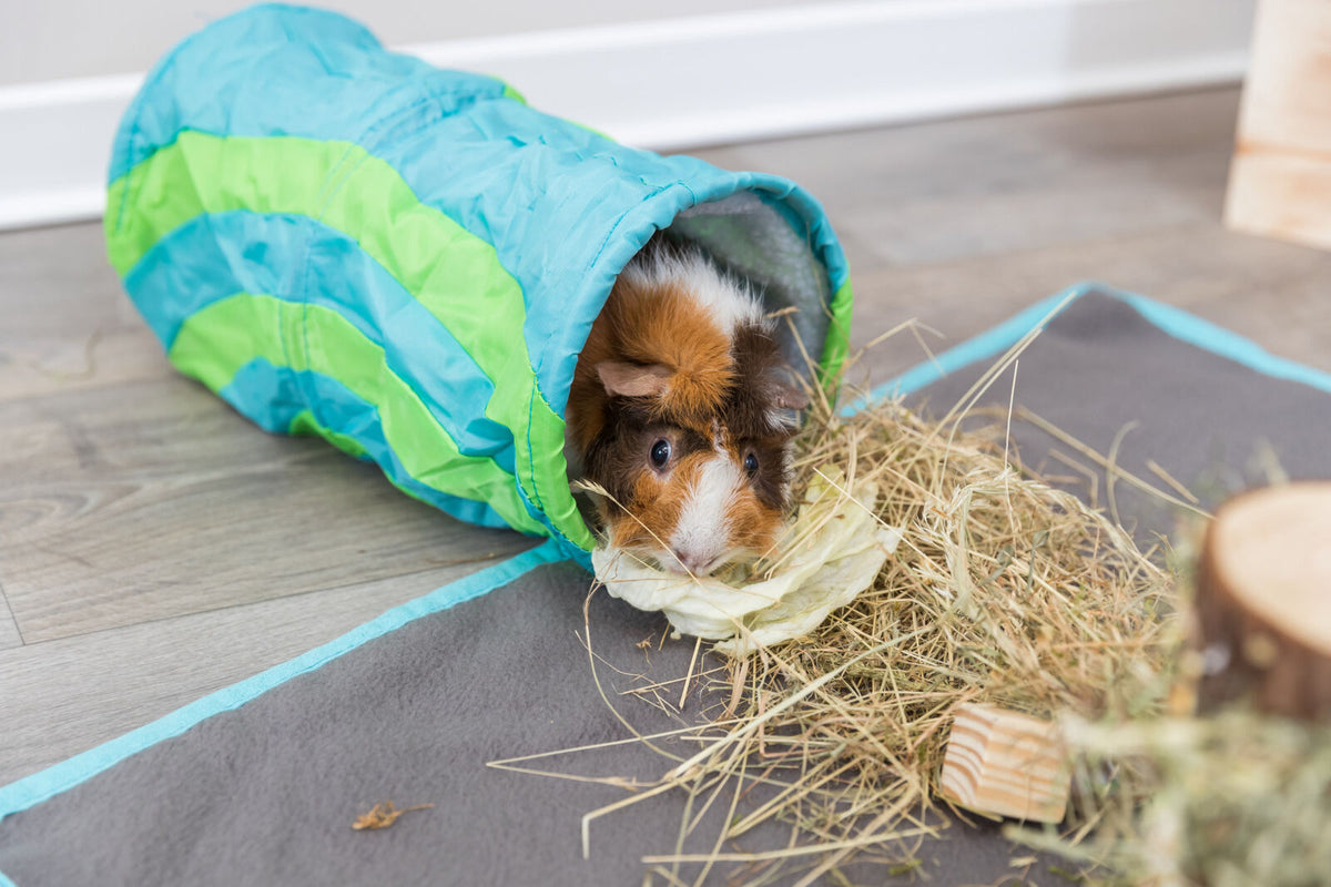 Ein Meerschweinchen kriecht aus einem blau-grünen Tunnel auf Heu und isst ein Blatt, Teppichboden sichtbar.