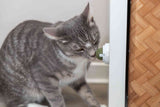 Eine getigerte Katze schnuppert an einem runden, grünen Objekt, das an einer weißen Wand angebracht ist.