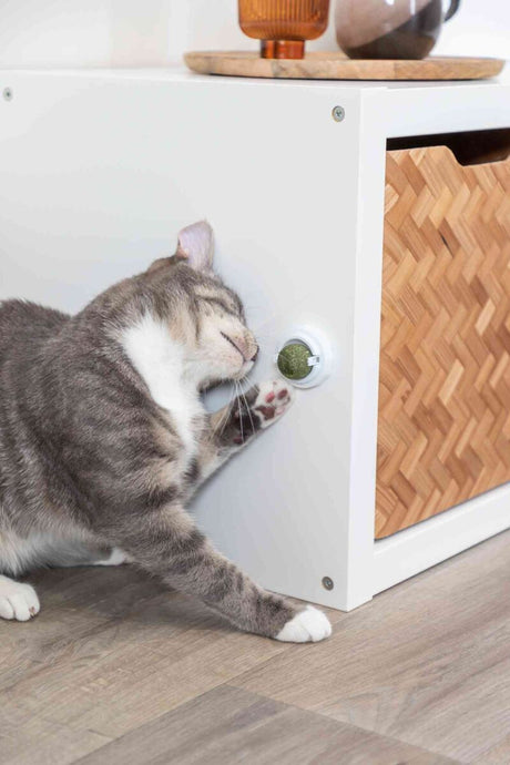Eine gestreifte Katze reibt sich an einem runden Objekt an einem weißen Schrank mit Holzelementen.