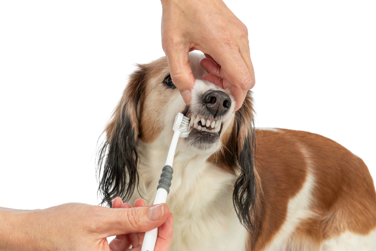 Eine Person putzt einem braun-weißen Hund mit einer Zahnbürste die Zähne, der Hund hat lange Ohren.